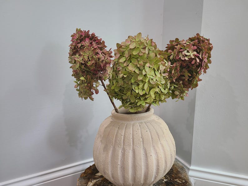 May include: A round, off-white ceramic vase with a ribbed, textured surface holds three large stems of dried hydrangea flowers. The hydrangea blooms display a mix of muted green and dusty pink tones, creating a natural, dried floral arrangement.
