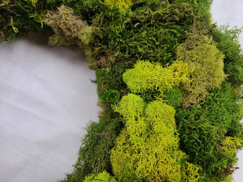 May include: A close-up of a green and yellow moss wreath. The moss is arranged in a circular shape and has a natural, rustic look.