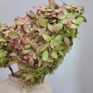 the hydrangeas in the pictures are dry