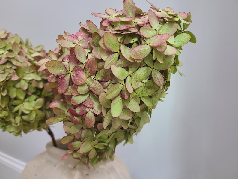 the hydrangeas in the pictures are dry