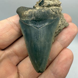 May include: A fossilized shark tooth with a triangular shape and serrated edges. The tooth is a dark teal color with a lighter gray root attached to a piece of tan matrix. The tooth is held in a hand.