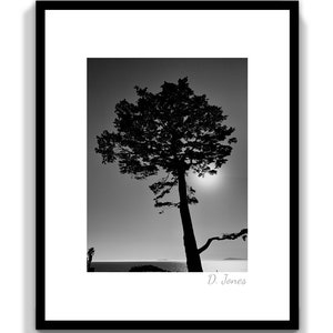 Puede incluir: Fotografía en blanco y negro de un árbol silueteado contra un cielo brillante. El árbol se inclina hacia la derecha y tiene una rama larga que se extiende hacia la izquierda. El sol brilla intensamente en el fondo, creando un halo alrededor del árbol. La imagen está firmada "D. Jones" en la esquina inferior derecha.