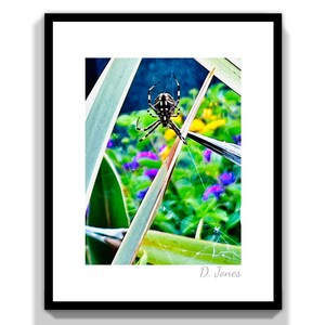 Op de afbeelding: Een zwart-witte spin zit in een web tussen groene en gele bladeren. De spin is scherp, terwijl de achtergrond wazig is.