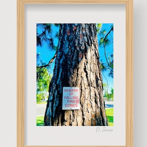 May include: A close-up of a pine tree trunk with a sign that reads "Beware of Falling Pine Cones". The sign is white with red lettering and a red pine cone graphic. The tree is brown and has a rough texture. The background is a blue sky with some green foliage.