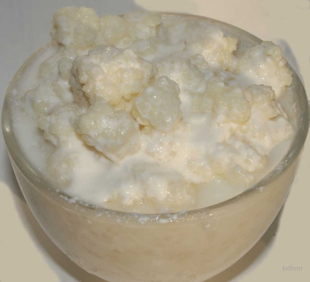 Buy Kefir | Organic Milk Kefir Grains | Nourishme Organics