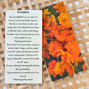 Cosmo Flower Seed packet-Flower Seeds-Small Gift