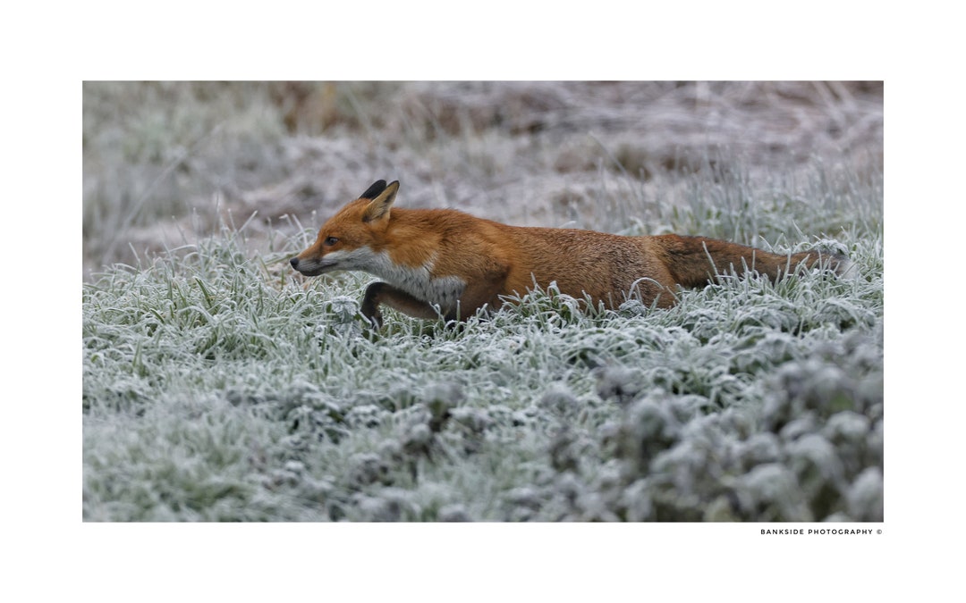 Fox on the Hunt - Etsy