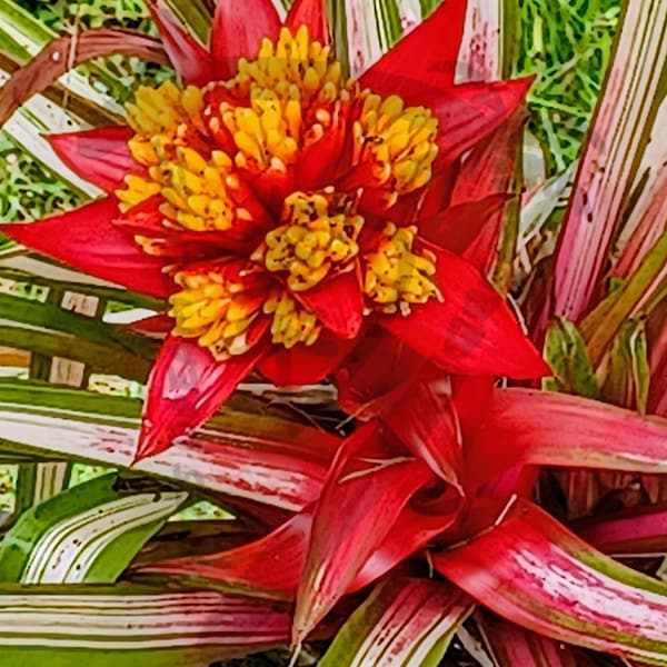 Guzmania "Limones" Flower - The Big Island of Hawaii