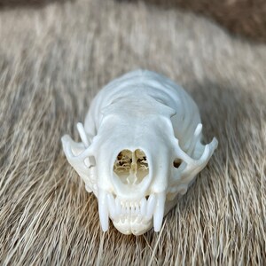 Female Mink Skull
