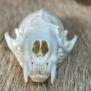 Male Mink Skull