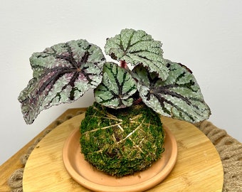 Rex Begonia Kokedama, Live Plant Kokedama, Japanese Plant Art, Moss Ball Plant, Begonia Kokedama, House Plants