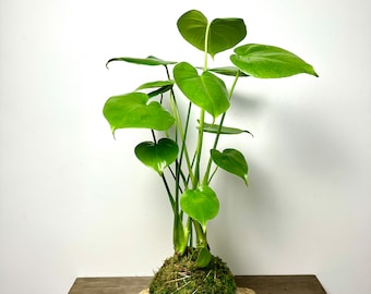 Split Leaf Philodendron Kokedama, Live Plant Kokedama, Japanesse Plant Art, Moss Ball Plant, Monstera Deliciosa Kokedama, House Plants