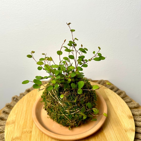 Angel Vine Kokedama, Live Plant Kokedama, Japanese Plant Art, Moss Ball Plant, Mini Angel Vine Kokedama