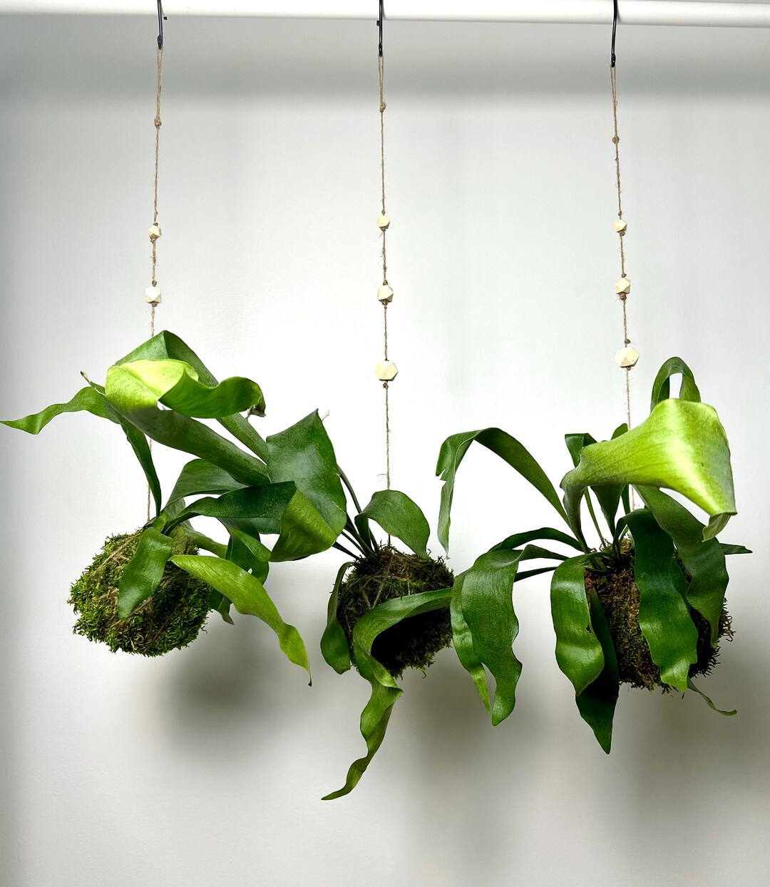 Staghorn Fern Kokedama Live Plant Kokedama Japanese Plant Etsy