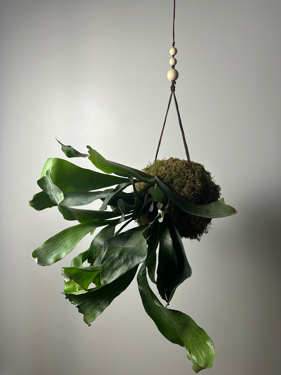 Staghorn Fern Kokedama Live Plant Kokedama Japanesse Plant Etsy