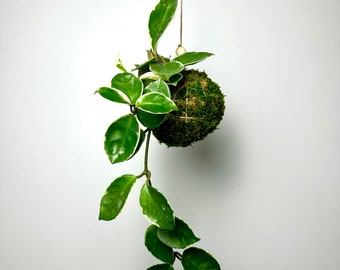 Hoya Carnosa Kokedama, Live Plant Kokedama, Japanese Plant Art, Moss Ball Plant, Hanging Hoya Carnosa Kokedama