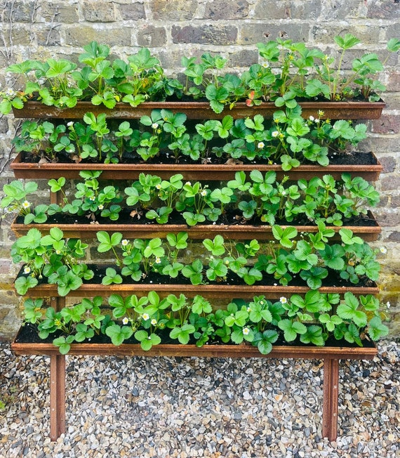 Corten Steel Strawberry Herb Plant Vertical Wall-mounted Planter Urban  Garden Space Saving Rusty Metal - Etsy