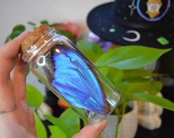 Blue Morpho Butterfly Wing