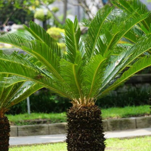 Sago Palm Pups | Live Plant Palm Pup | Cycas Revoluta