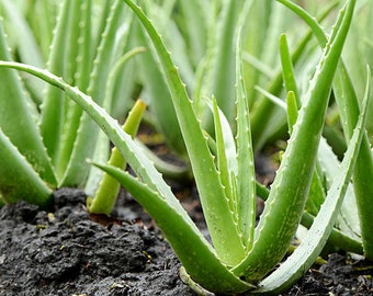 Aloe Vera | Live Plant | Drought Tolerant | Healing Properties | Aloe Vera Babies