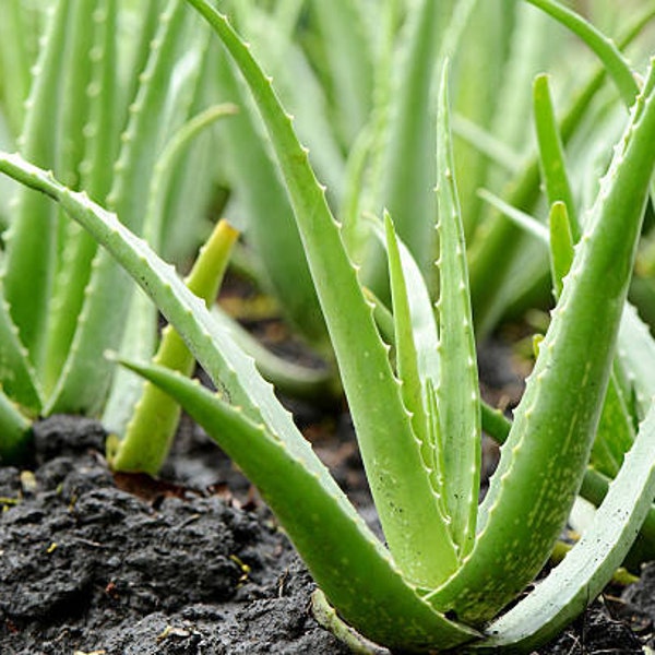 Aloe Vera | Live Plant | Drought Tolerant | Healing Properties | Aloe Vera Babies