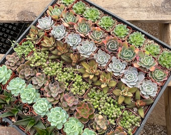 64pc 2inch variety succulents