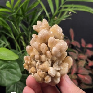 May include: A cluster of beige-colored crystals with a rough, textured surface. The crystals are held in a hand, with green and red plants in the background. The crystals have a natural, organic appearance.