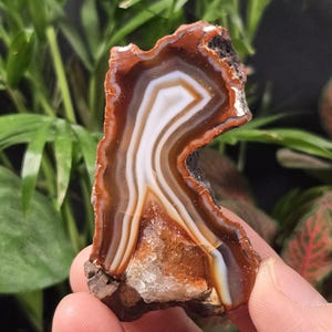 May include: A polished agate stone with bands of brown, white, and orange. The natural stone has a rough, uneven edge and a crystalline interior. The agate is held in a hand against a background of green foliage.