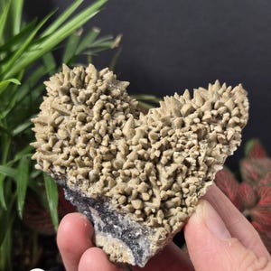 May include: A beige mineral specimen with a spiky, crystalline structure. The mineral has a rough texture and is held in a hand. The base of the specimen has a dark gray and white band. The letter "A" is visible in the lower left corner.