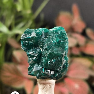 May include: A vibrant, emerald-green mineral specimen with a crystalline structure. The mineral is mounted on a white base, with a blurred background of green and red foliage. The letter "A" is visible in the lower left corner.