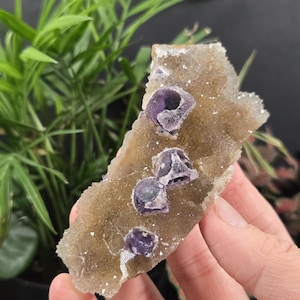 May include: A hand holds a piece of raw, natural fluorite crystal. The crystal is a light brown color with several small, dark purple fluorite cubes embedded in it. The crystal has a rough, textured surface and is surrounded by green plants.