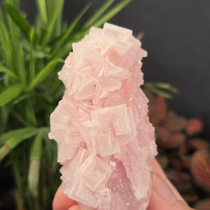 May include: A light pink halite crystal cluster. The crystal has a cubic structure with a slightly translucent appearance. The background includes green plants and a dark gray backdrop. The letter "A" is visible in the lower left corner.