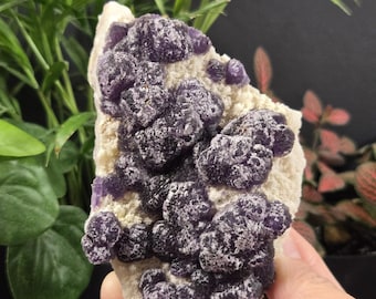 Purple Fluorite on Quartz (3 Options - You Choose!) - El Navidad Mine - Natural Mineral Crystal Specimens
