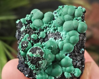 Könnte beinhalten: Nahaufnahme einer Malachit-Mineralprobe. Das Mineral weist eine dunkle, fast schwarze Matrix mit lebendigen, abgerundeten und blasenartigen grünen Formationen auf. Die grünen Formationen variieren in Größe und Textur und erzeugen eine visuell interessante Darstellung.