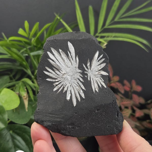Chrysanthemum Stone (5 Options - You Choose!) - Natural Mineral Crystal Specimens