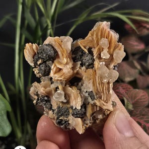 May include: A mineral specimen featuring tan, fan-shaped barite crystals clustered with dark gray, metallic-looking mineral deposits and small, translucent, clear crystalline formations throughout the textured, irregular rock structure.