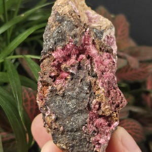 May include: A close-up of a mineral specimen featuring a mix of colors and textures. The rock has a dark gray base with patches of brown and tan. Clusters of vibrant pink, needle-like crystals are visible throughout the specimen. The letter "A" is in a white circle in the lower left corner.