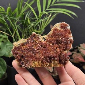 May include: A raw mineral specimen featuring a cluster of deep reddish-brown, crystalline structures embedded on a textured, light-colored rocky matrix. The crystalline surface displays a jagged, uneven topography with small, reflective facets.