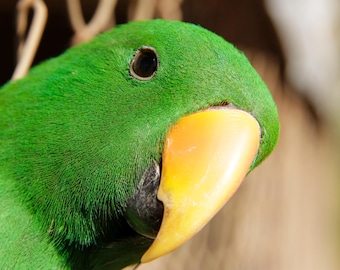 Eclectus Parrot Jigsaw Puzzle, Australian Made, Kids Gift