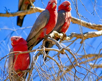 Galahs Jigsaw Puzzle: Australian Made, Colorful Bird Art