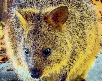 Quokka Wall Art Print, Rottnest Island Wildlife Photography, Quirky Australia Decor (Digital Download)