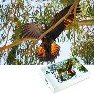 Raro cacatua nero dalla coda rossa, Australia Occidentale - Jigsaw, Cattura l'essenza della natura, fauna selvatica australiana unica
