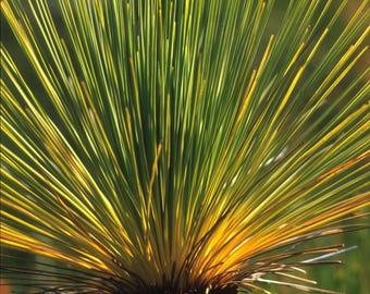 Grass Tree Fan Digital Wall Art - Australian Bush Photography in Greens and Yellows