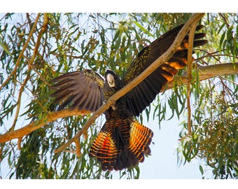 Red-Tailed Black Cockatoo Art Print | Australian Wildlife (Scalable Digital Download)
