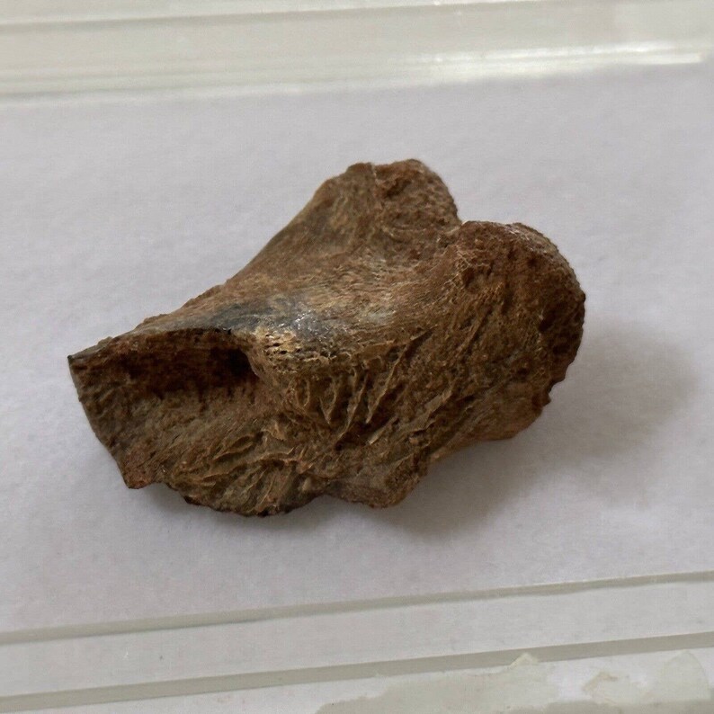 Genuine Fossil Dinosaur Bone Rare Unidentified Specimen Etsy