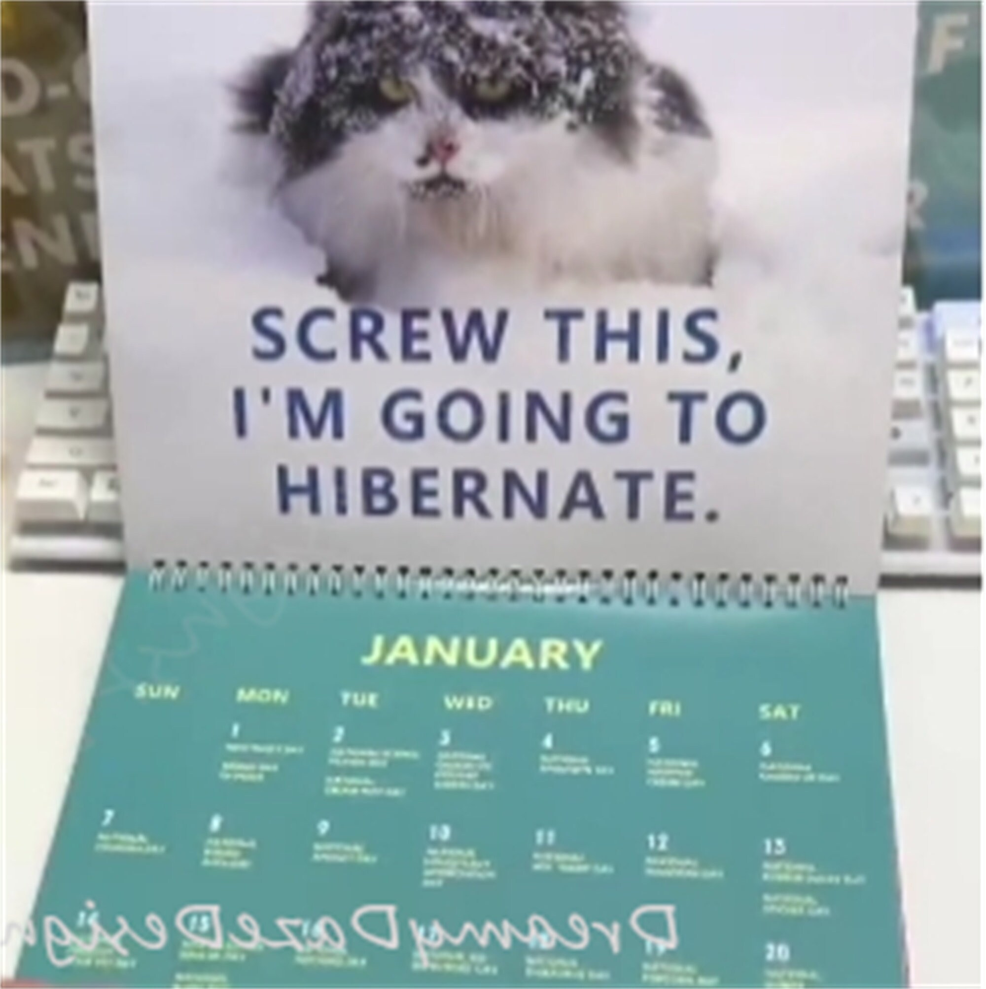 Pissedoff Cats Calendar 2024 Funny Cat Wall Calendar Etsy