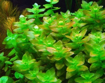 Bacopa Caroliniana (Lemon Bacopa)-Easy Live Aquarium Pond Aquatic Plant