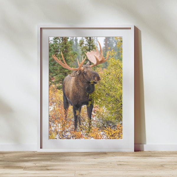 Grazing Moose - Denali National Park, Fine Art Photography Print, Nature Print, Landscape Photography Print, Alaska, Fall, Wall Art