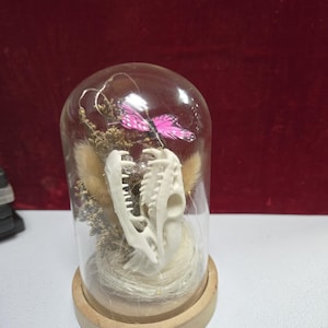 May include: A glass dome on a wooden base contains a white dinosaur skull, dried plants, a pink butterfly, and fairy lights. The dome is set against a red background. The item is a unique decorative piece.