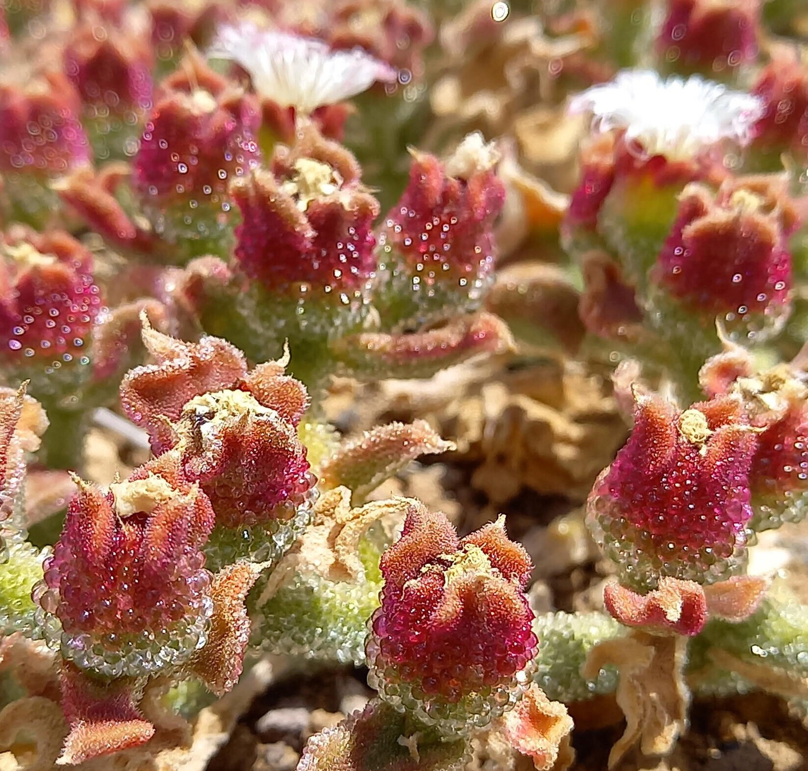 Semillas De Escarchada (Mesembryanthemum Crystallinum) | Aprox. 200 Semillas | Planta Comestible Decorativa